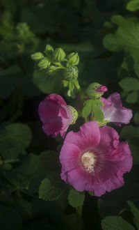 Close-up of pink flowers