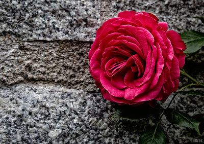 Close-up of red flower