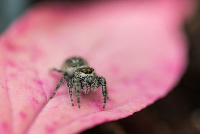 Close-up of spider on pink flower