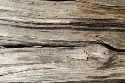 Close-up of wooden log on rocky surface
