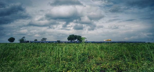 Scenic view of agricultural field against sky