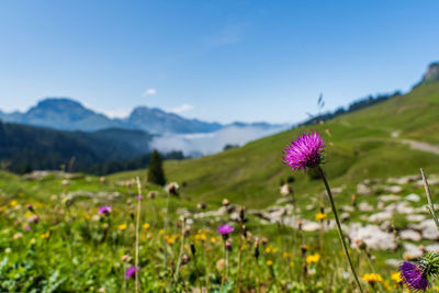 Close-up of purple flowering plant on field against sky