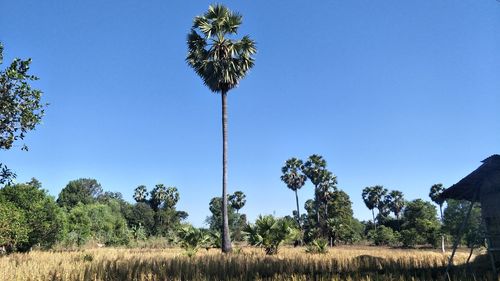 Palm trees against clear blue sky