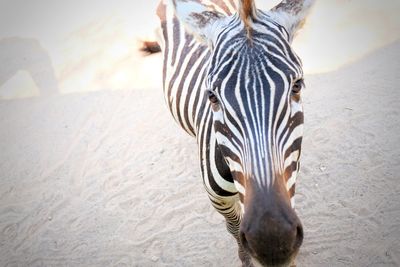 Close-up portrait of zebra