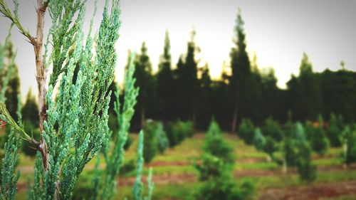 Close-up of plants growing on field