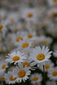 Close-up of white flowering plants