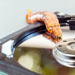 Close-up of seafood on floppy disc