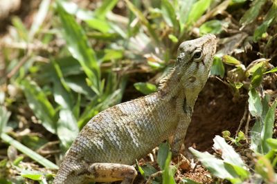 Close-up of lizard on land