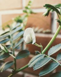 Close-up of white flowering plant