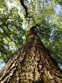 Low angle view of tree against sky