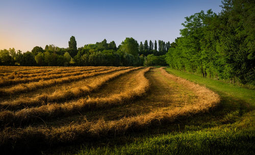 Scenic view of agricultural field against sky