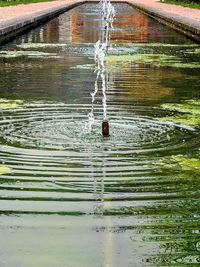 High angle view of duck swimming in lake