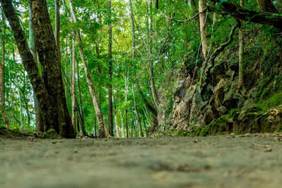 Surface level of trees in forest