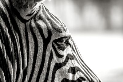 Close-up of zebra