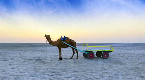 Horse cart on shore against sky during sunset
