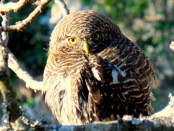 Close-up of owl