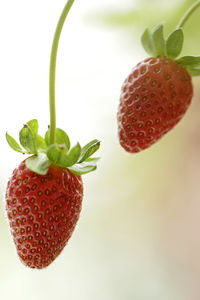 Close-up of strawberries