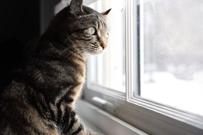 Cat looking through window