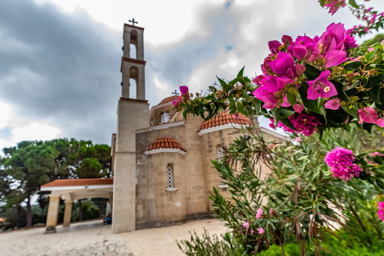 VIEW OF FLOWERING PLANT AGAINST BUILDING