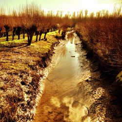 Reflection of trees in water