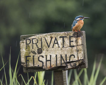 Kingfisher perching on information sign