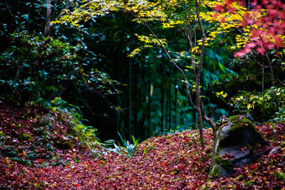 Plants and trees in forest during autumn