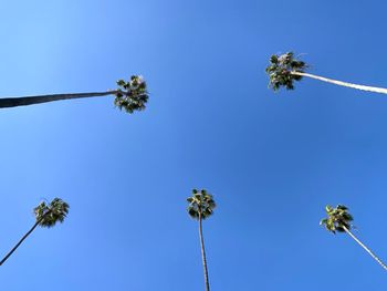 Low angle view of flowering plant against clear blue sky