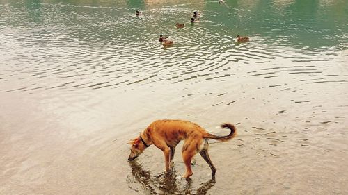 High angle view of dog swimming in sand