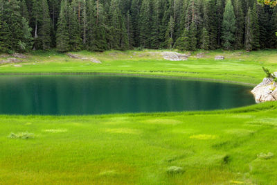 Scenic view of golf course by lake in forest