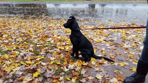 Black dog sitting on autumn leaves at footpath