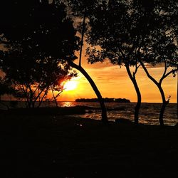 Silhouette trees on beach against sky at sunset