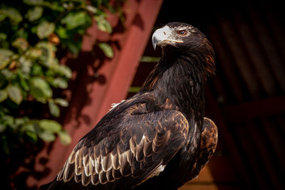 Close-up of a bird