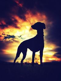 Silhouette of bird at sunset