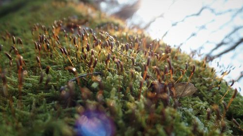 Close-up of plants growing on field against sky