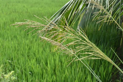 Close-up of stalks in field