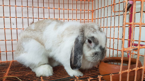 Close-up of white cat in cage