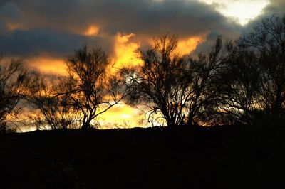 Silhouette bare trees against sky during sunset