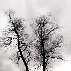 Low angle view of bare trees against sky