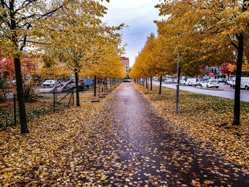 Footpath amidst trees in park during autumn