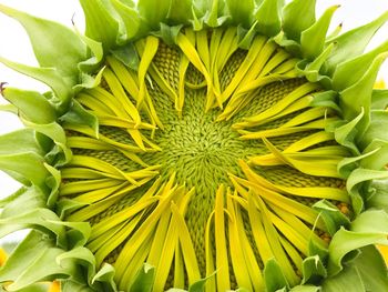 Full frame shot of sunflower on plant