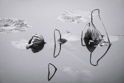 Close-up of fish swimming in sea