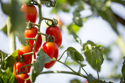 Close-up of cherry tomatoes growing on tree