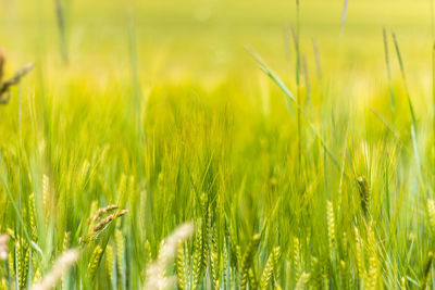 Close-up of wheat growing on field