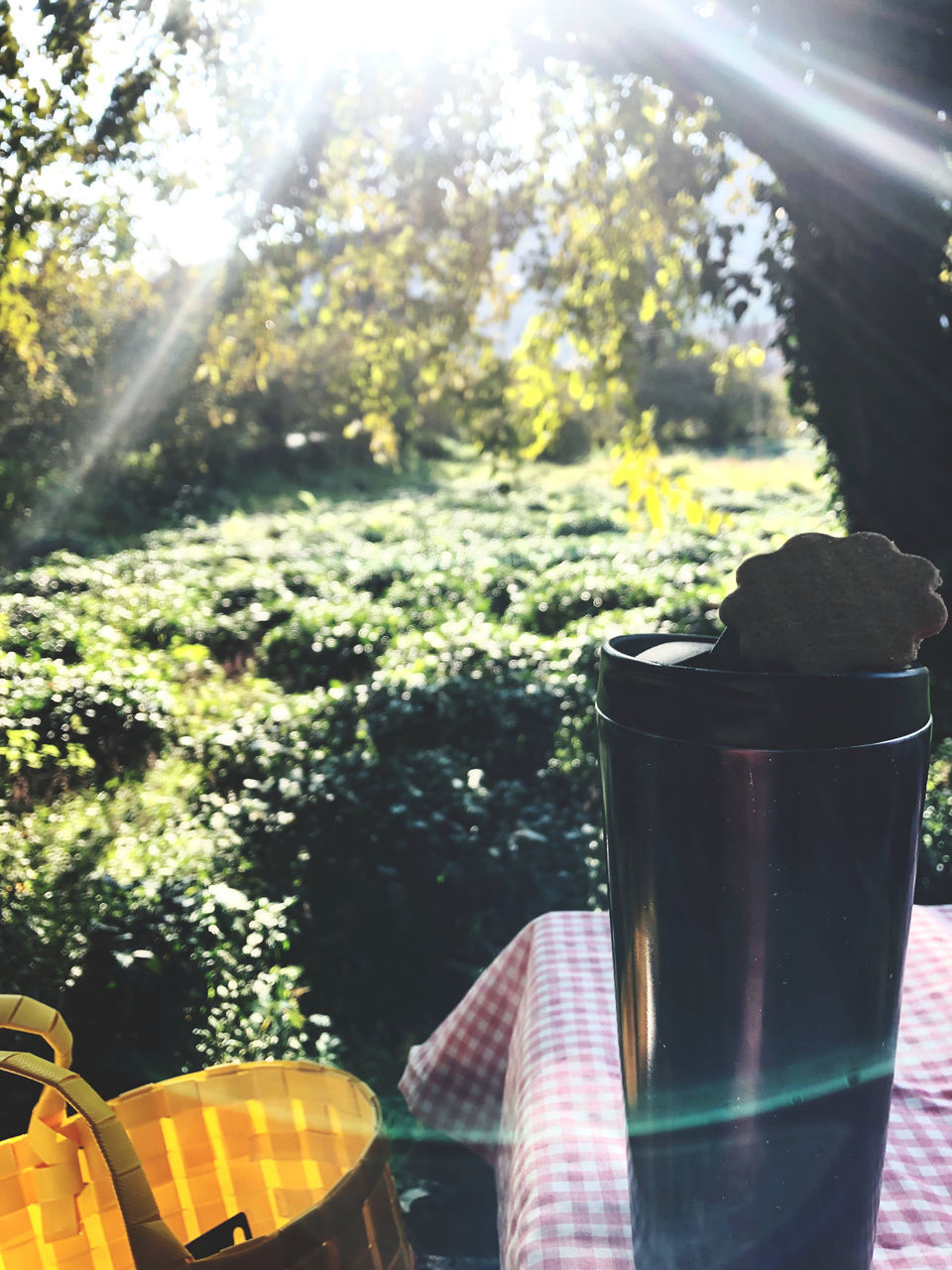 sunlight, nature, plant, food and drink, sunbeam, day, container, yellow, no people, tree, outdoors, food, lens flare, drink, summer, refreshment, freshness, back lit, flower, growth, household equipment