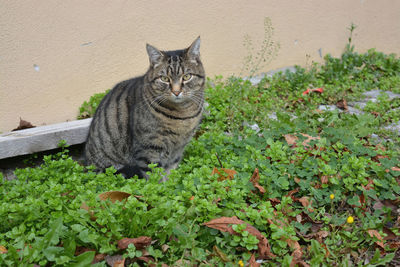 Portrait of cat on plant