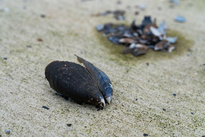 High angle view of shell on sand