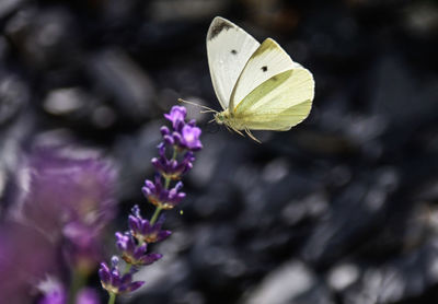 Close-up of butterfly pollinating on purple flower