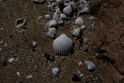 Close-up of seashells on beach