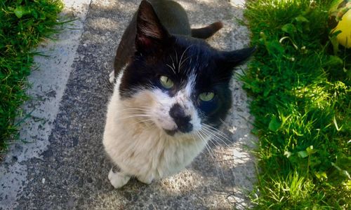 High angle portrait of cat looking at camera