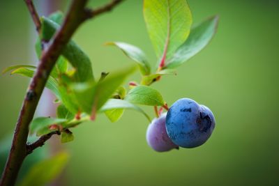 Close-up of fruit growing on tree